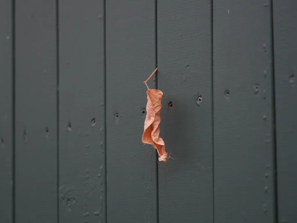 a dried leaf caught in a fence