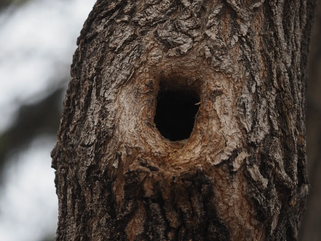 a whole in a tree