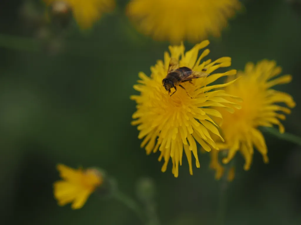 a bee-like fly on a yellow flower