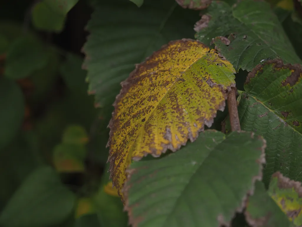 a leaf beginning to yellow and brown while its neighbours mostly remain green