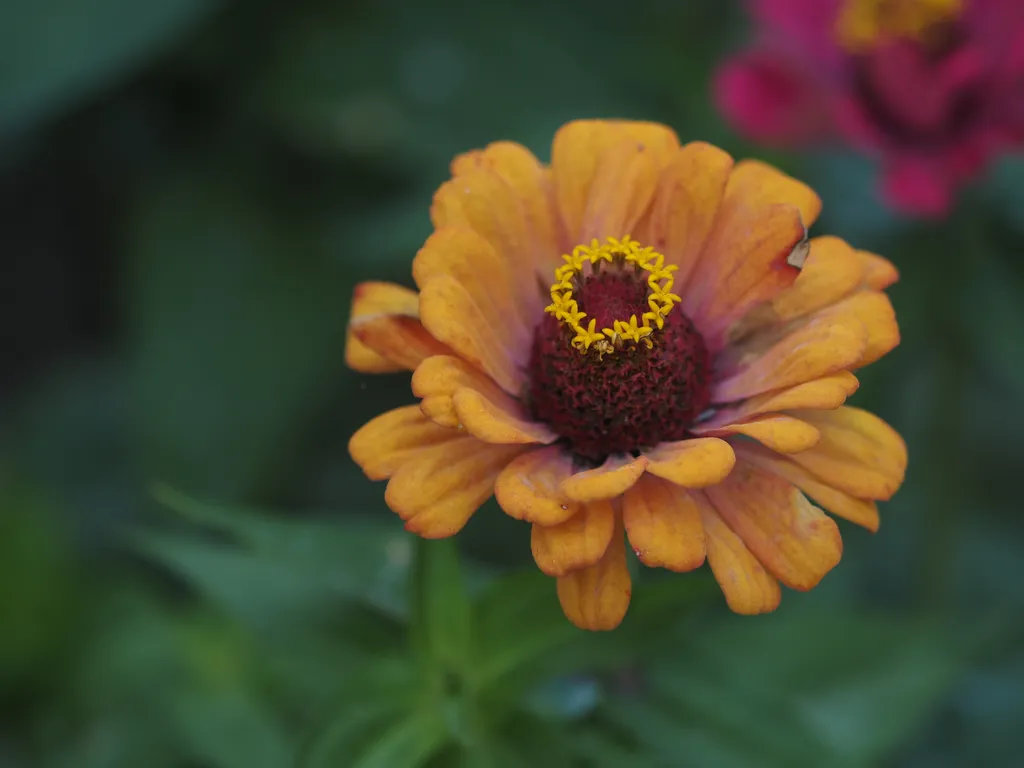 a light orange flower