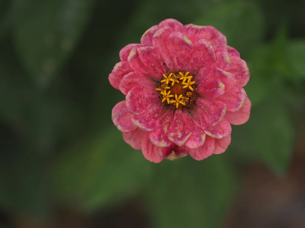 a pink flower beginning to wilt