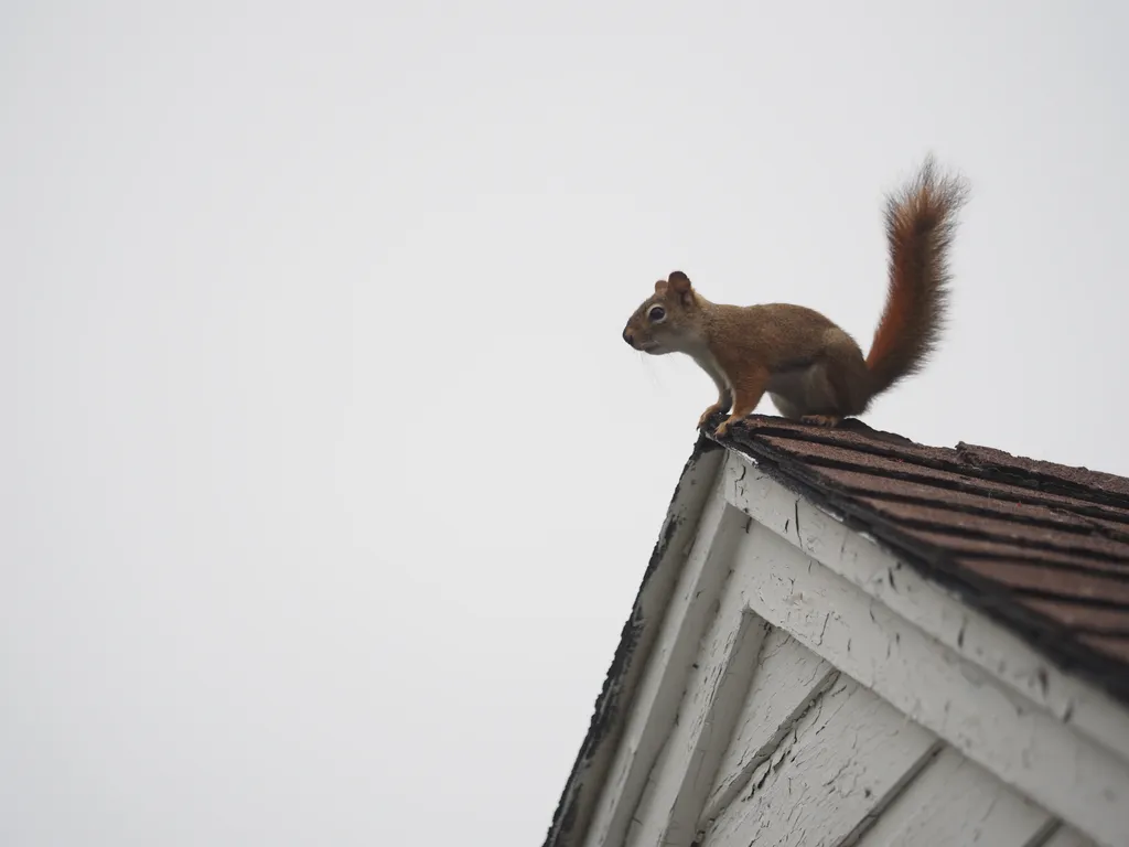 a squirrel on a roof