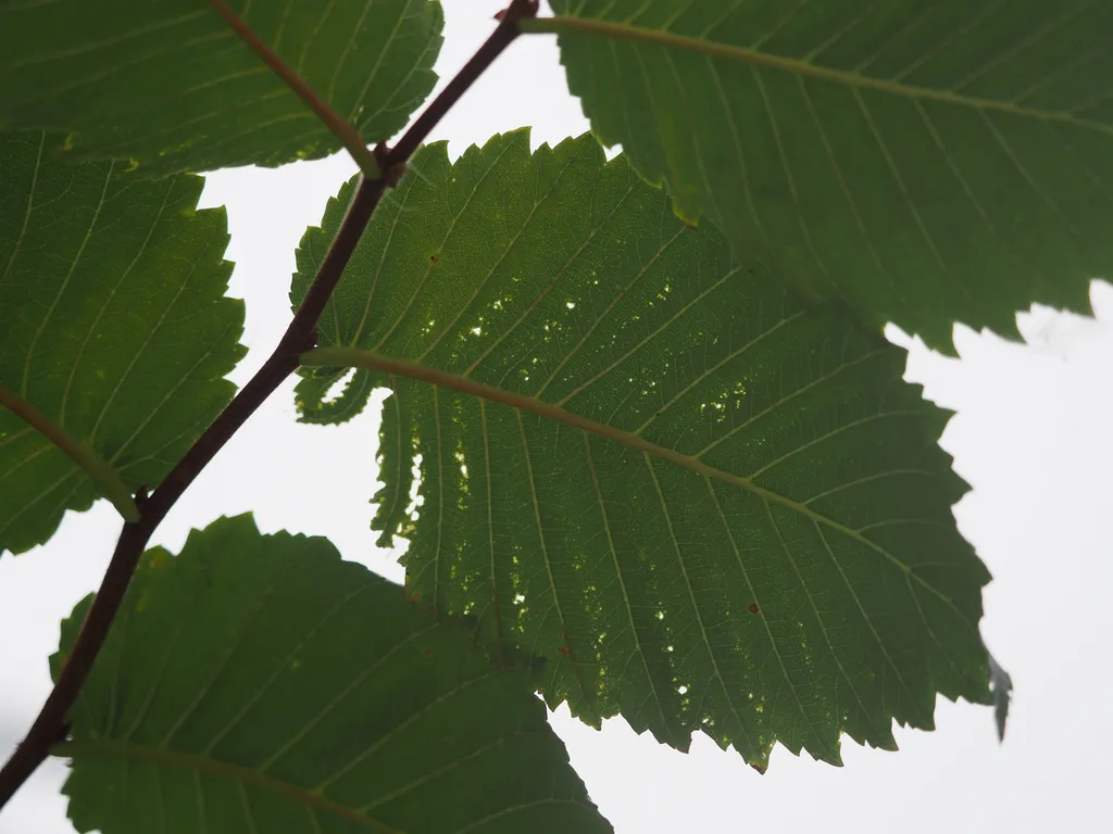 tiny holes in a green leaf