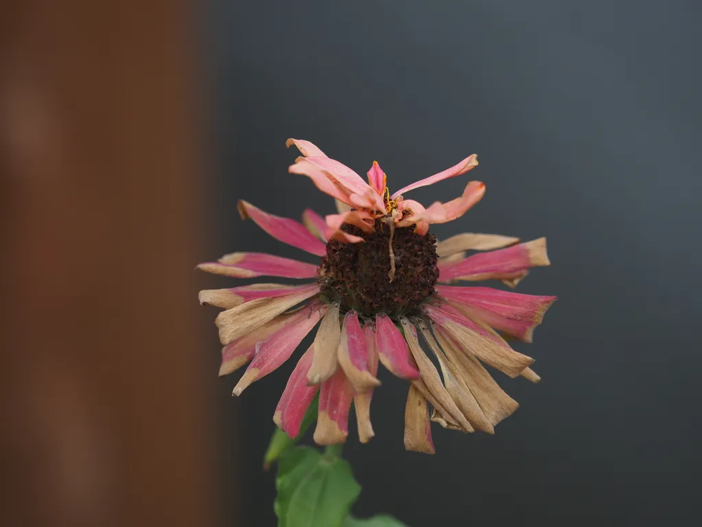 an aging flower