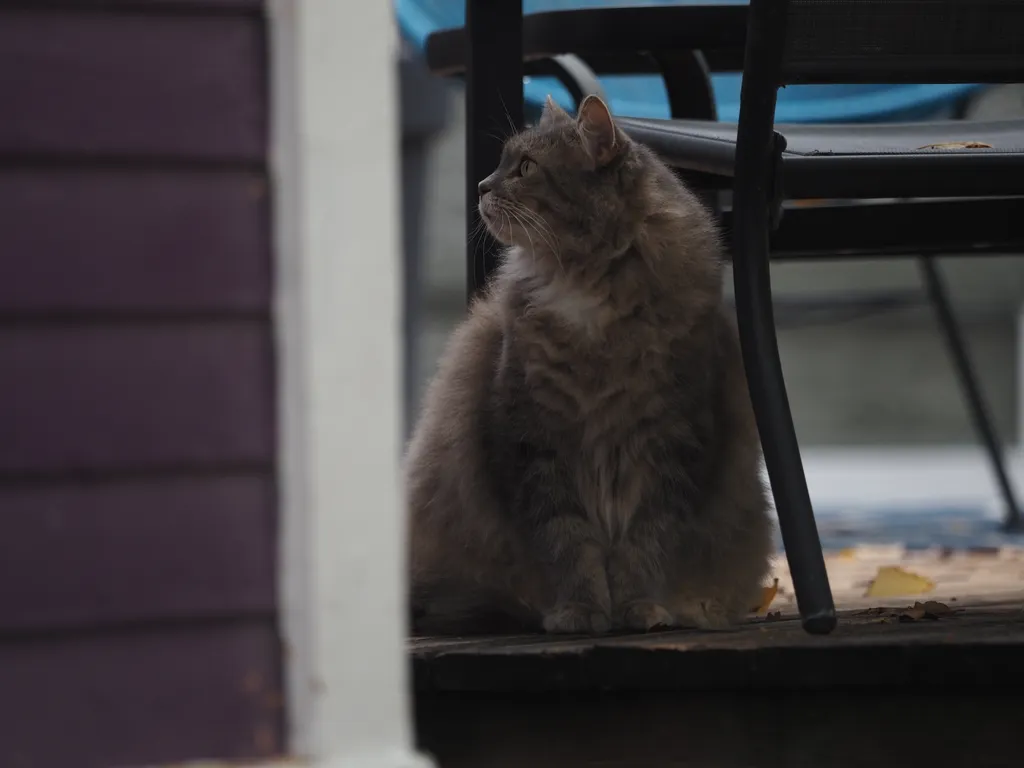 a cat sitting on a deck staring away from camera