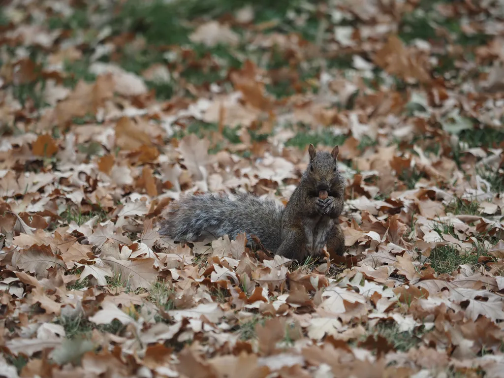 a squirrel eating a nut amidst fallen leaves