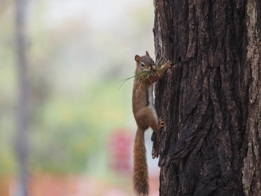 a squirrel on a tree with a mouthful of grass