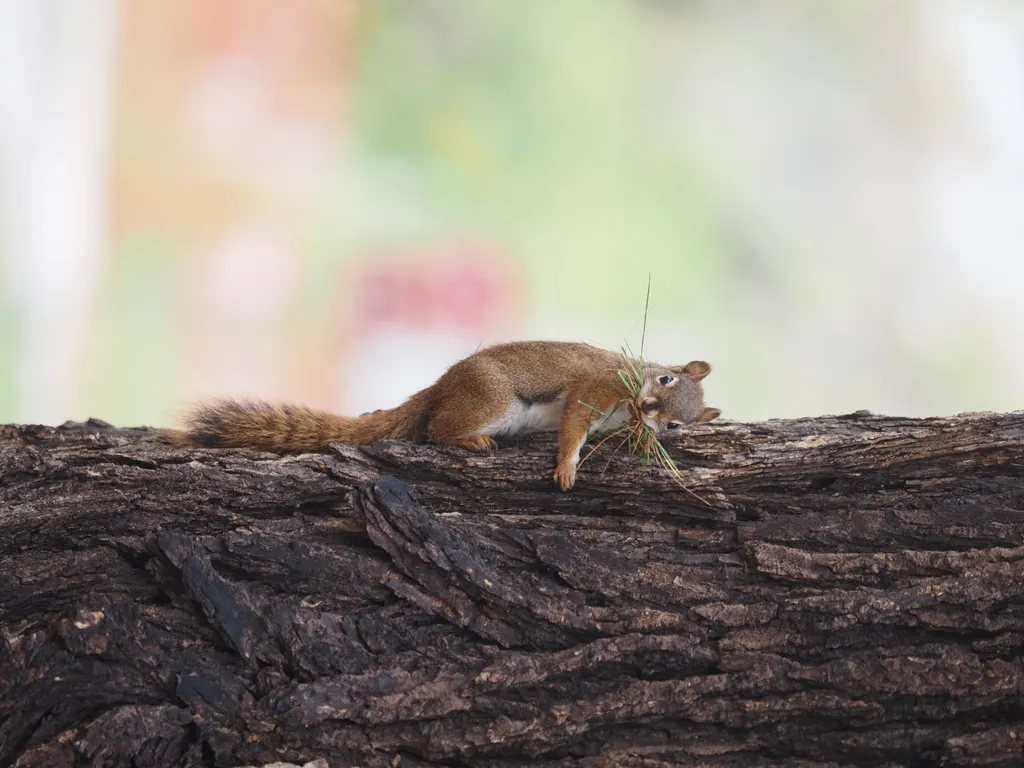 a squirrel on a tree with a mouthful of grass