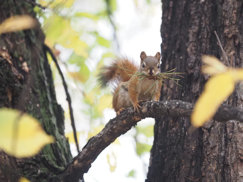 a squirrel on a tree with a mouthful of grass