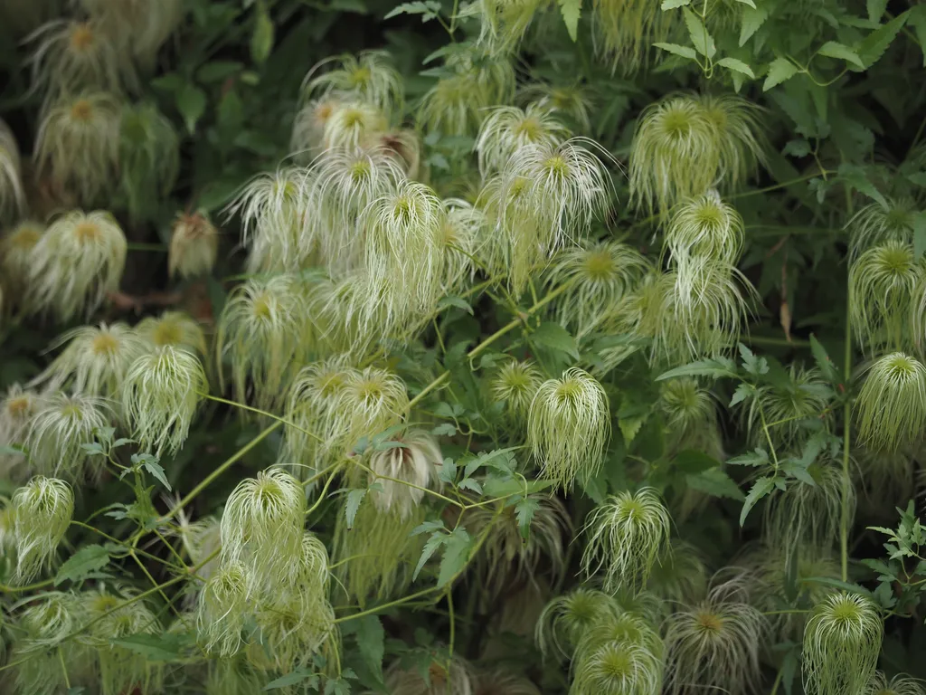 a plant with seed pods with long dangling strands