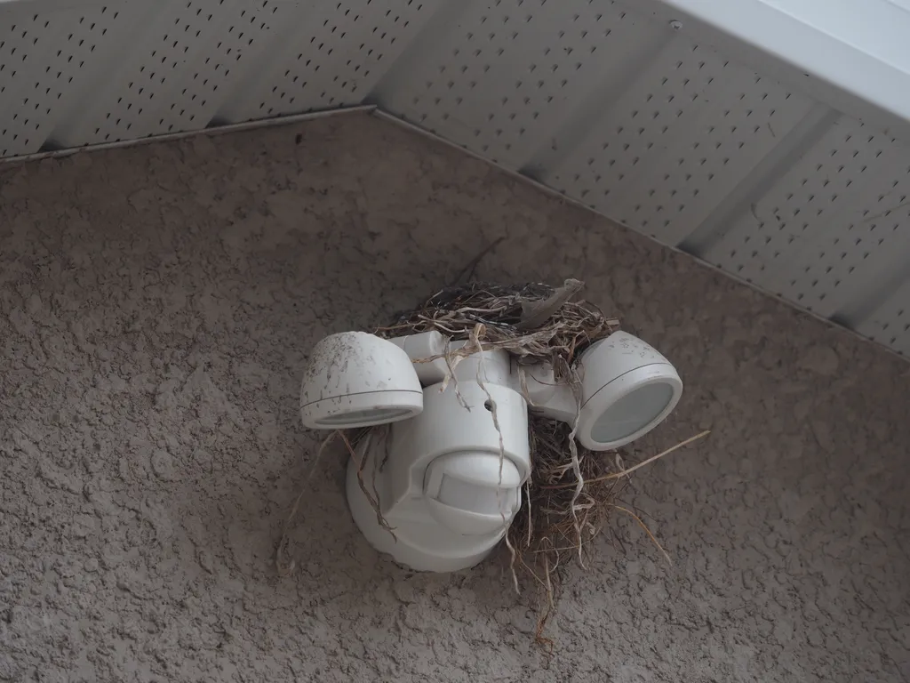 a nest built on a spotlight on a garage. also I think the light has a Star Wars prequel alien/droid vibe