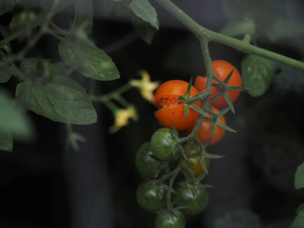 small insects feeding on a tomato that has split on the vine