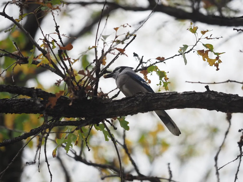 a bluejay in a tree with a seed in their mouth