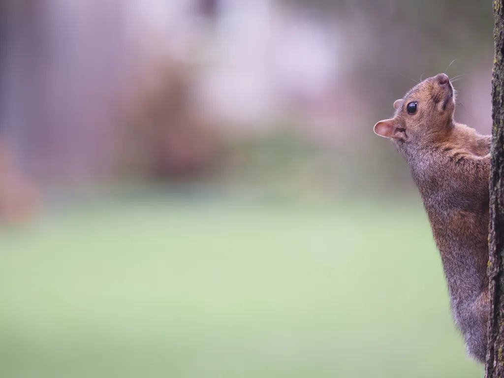 a squirrel on a tree