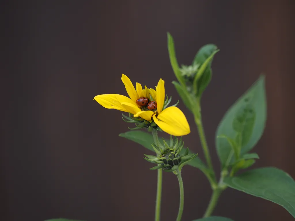 two ladybugs in the center of a flower