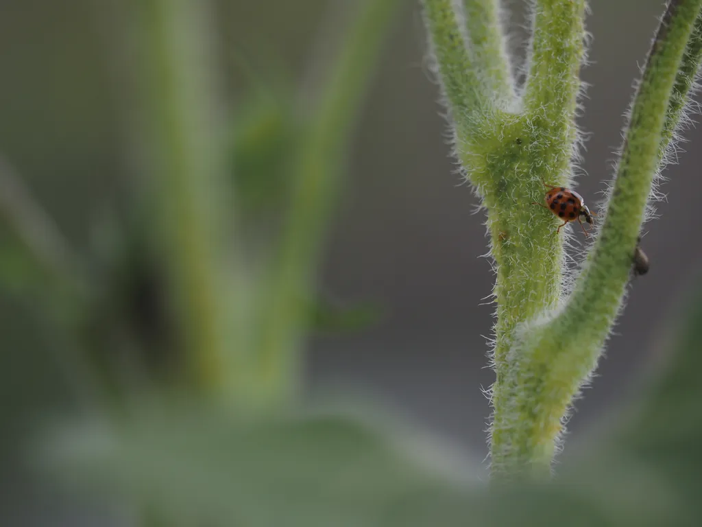 a ladybug perched precipitously between the splitting branches of a sunflower stalk