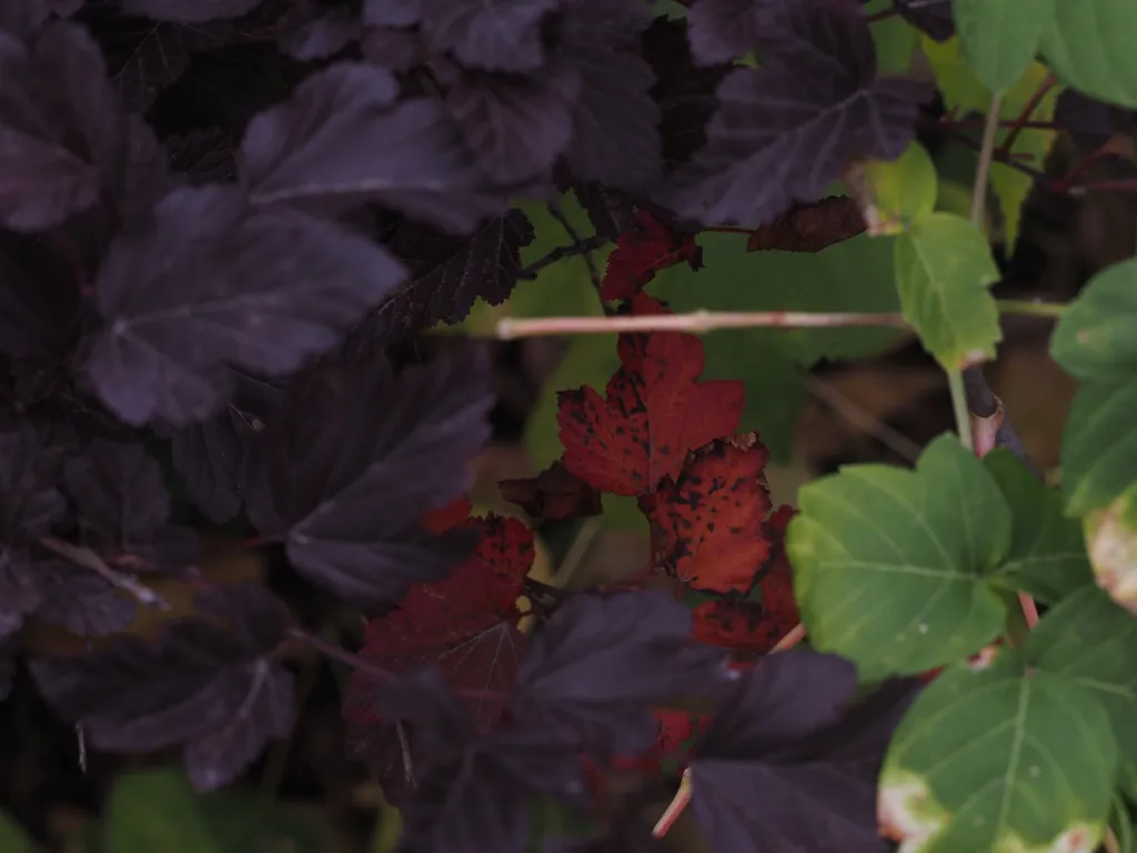 red leaves visible between purple and green