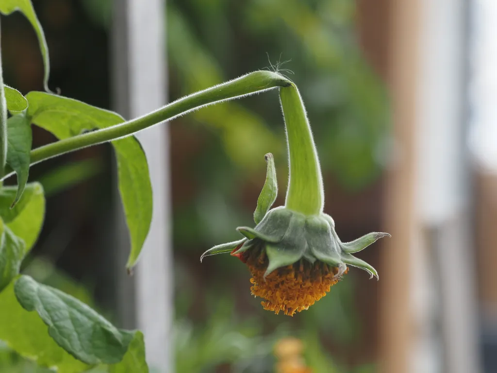 a former flower with missing its petals and whose stem is boken