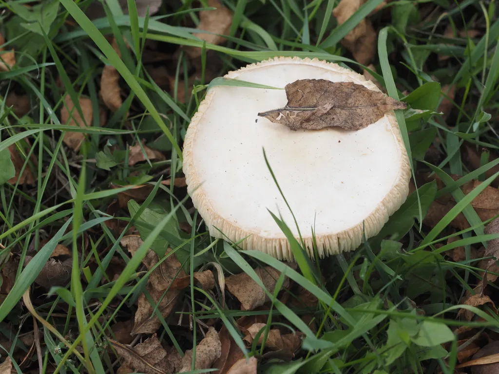 a fallen leaf on a large white mushroom