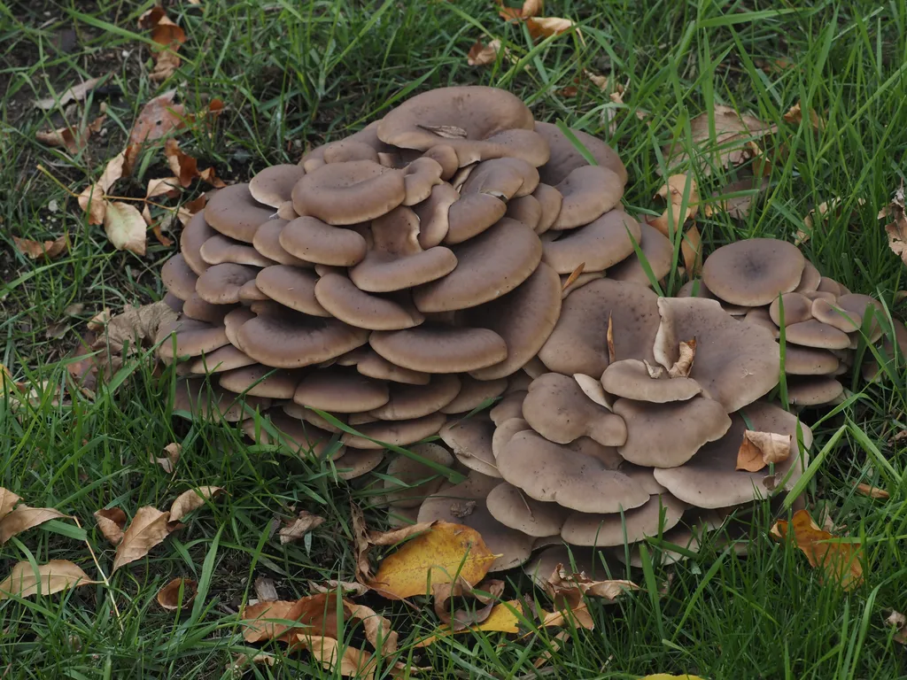 a big cluster of brown mushrooms reminiscent of a stack of pancakes