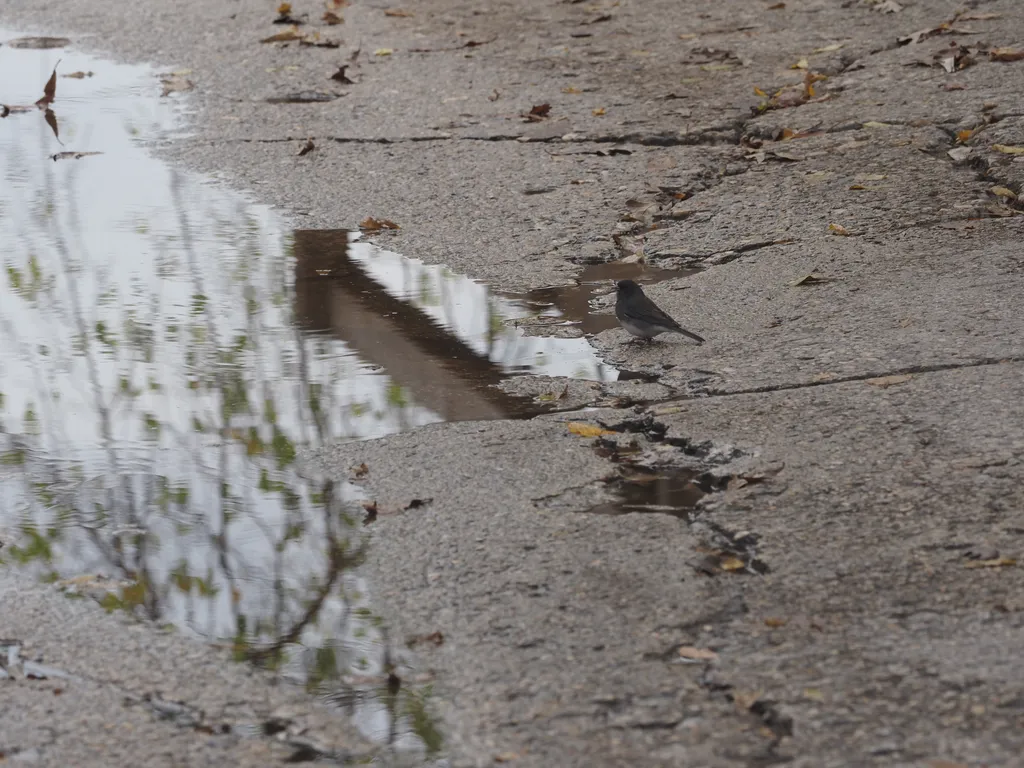 a junko sitting by a puddle in a lane