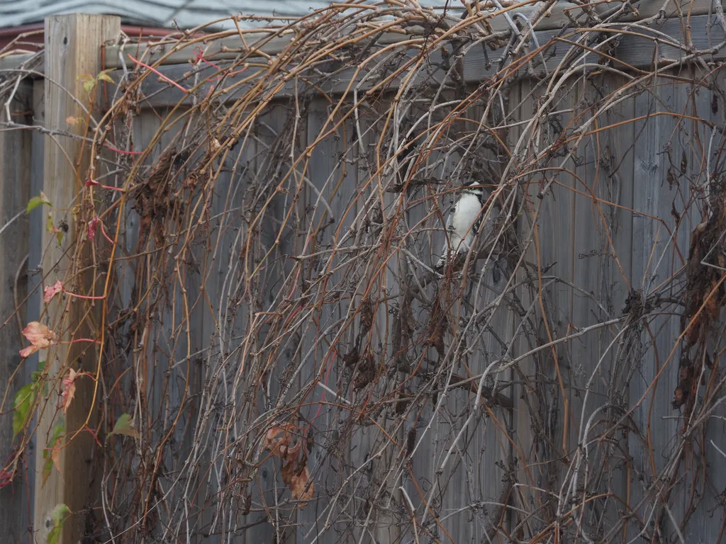 A woodpecker perched on thick vines hanging from a fence