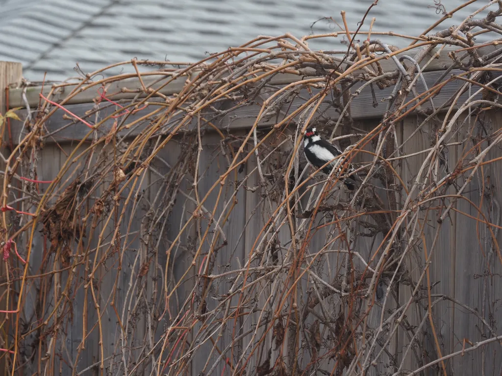 A woodpecker perched on thick vines hanging from a fence