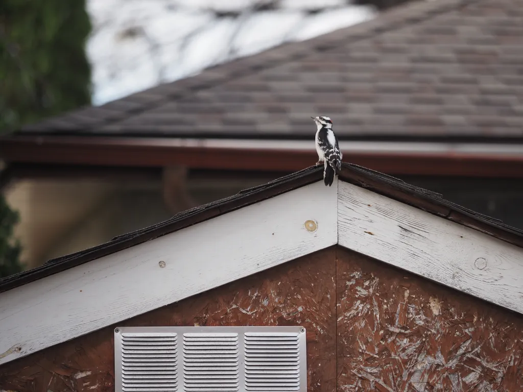 A woodpecker perched on the side of a shed