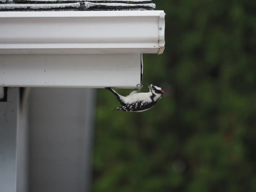 a woodpecker hanging from the underside of a garage roof