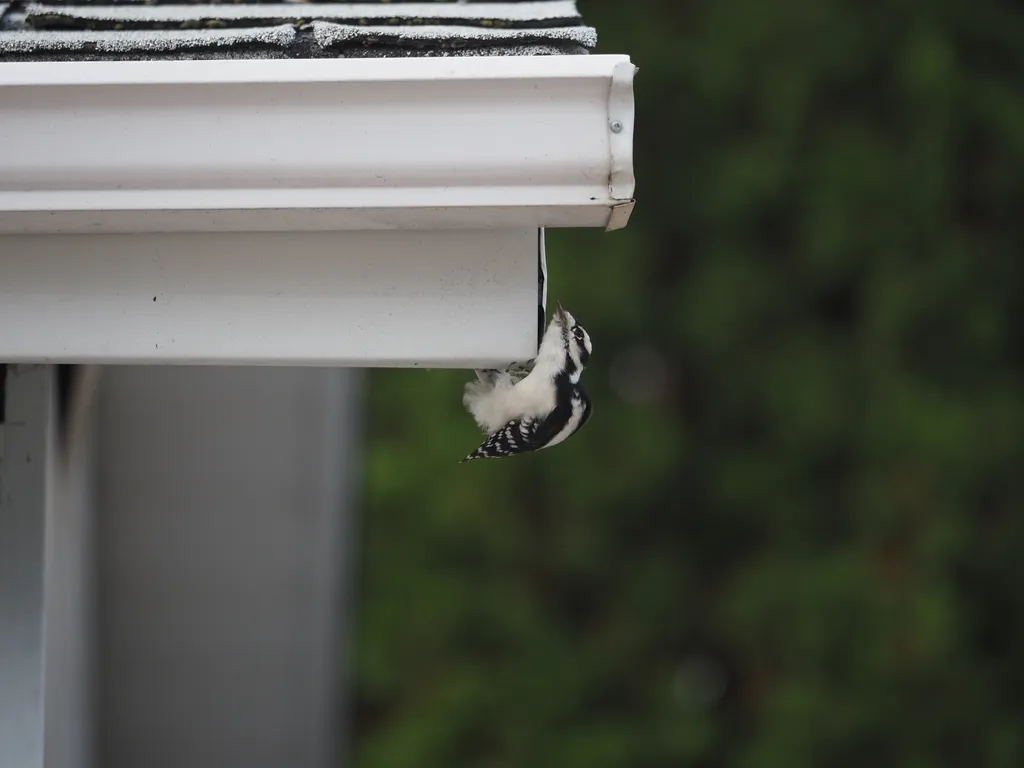 a woodpecker on a garage