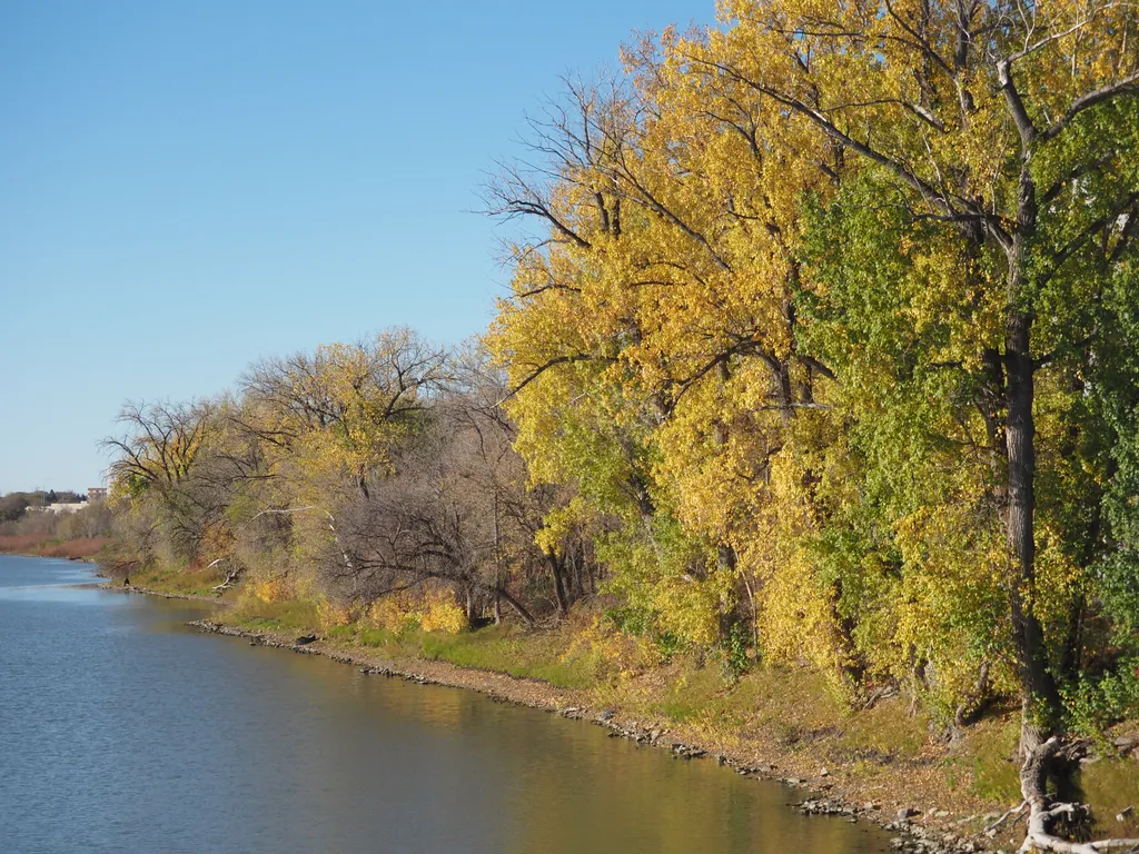 trees with green and yellow leaves long a river