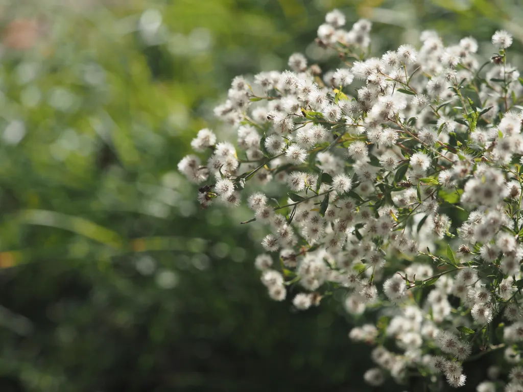 a plant with white fluffy seeds