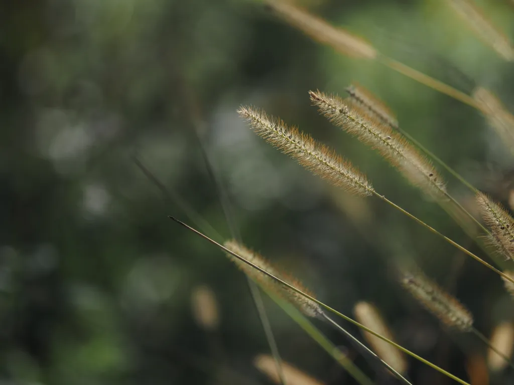 grasses with bristly edges