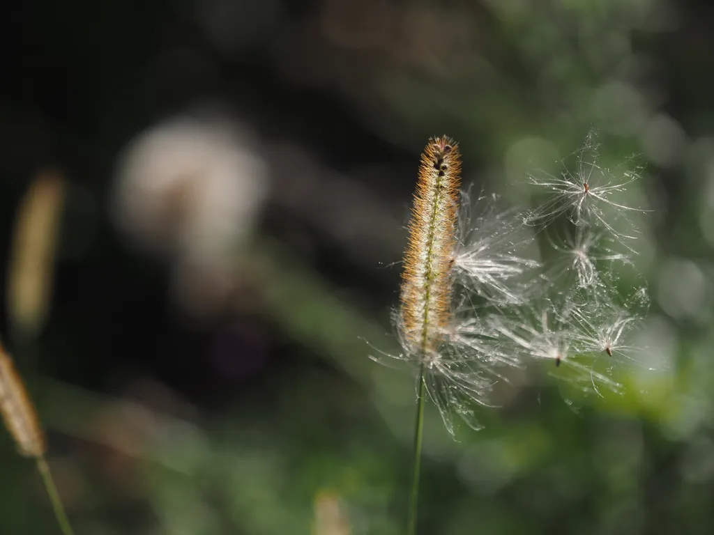 fluffy seeds caught on the bristles of a grass