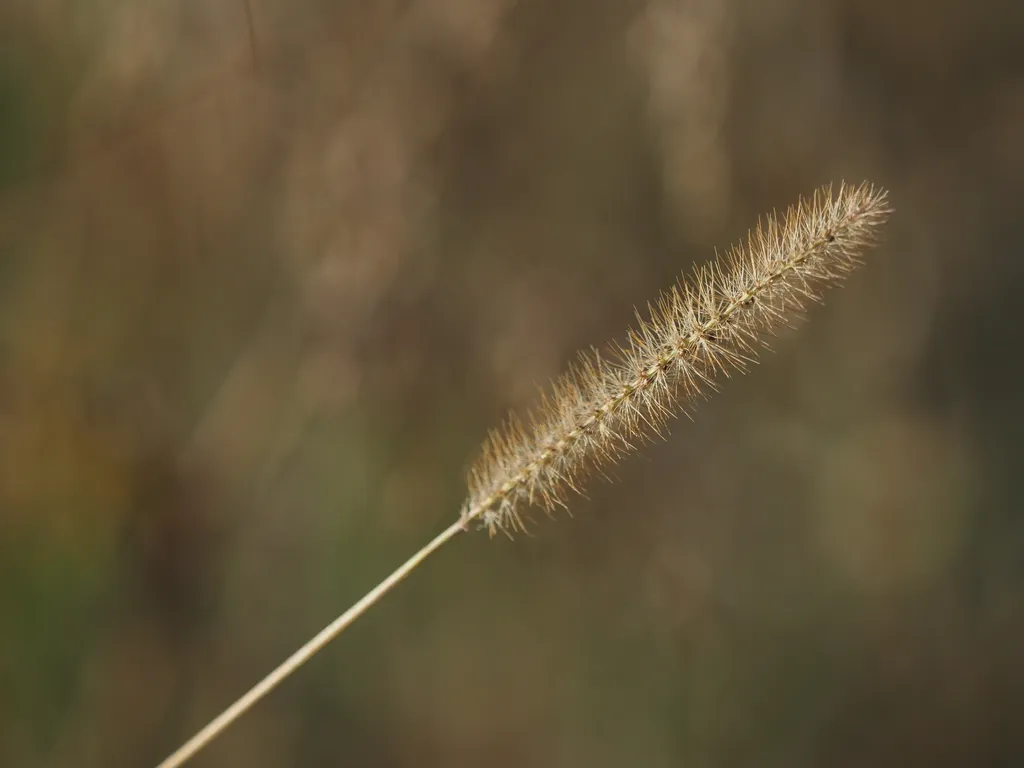 a bristly grass