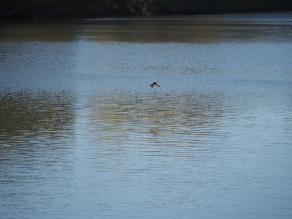 a duck flying toward a river