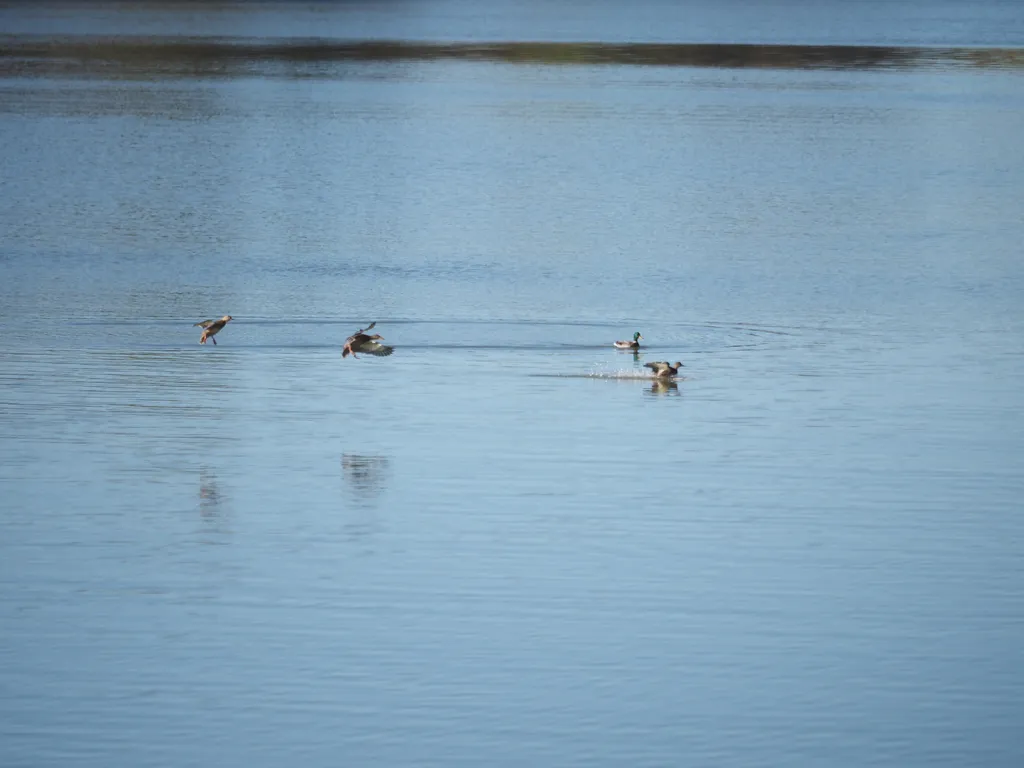 ducks landing on a river