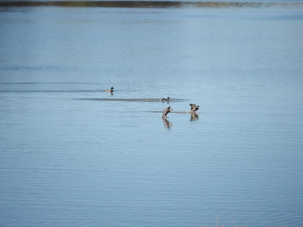 ducks landing on a river