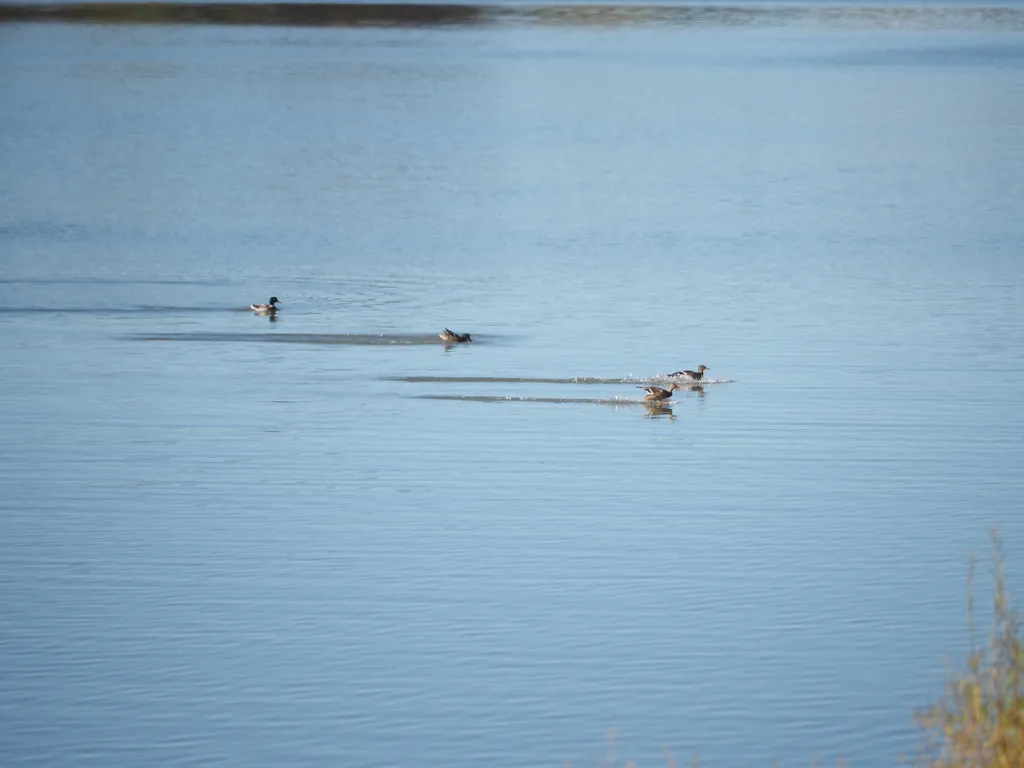 ducks landing on a river