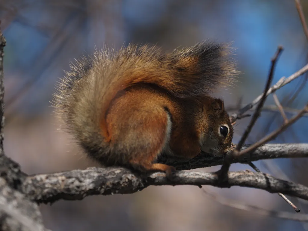 a squirrel in a tree