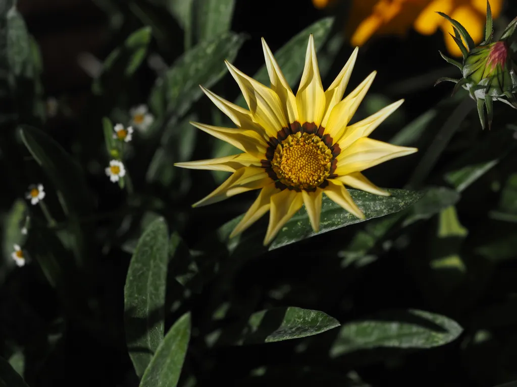 a yellow multi-petaled flower