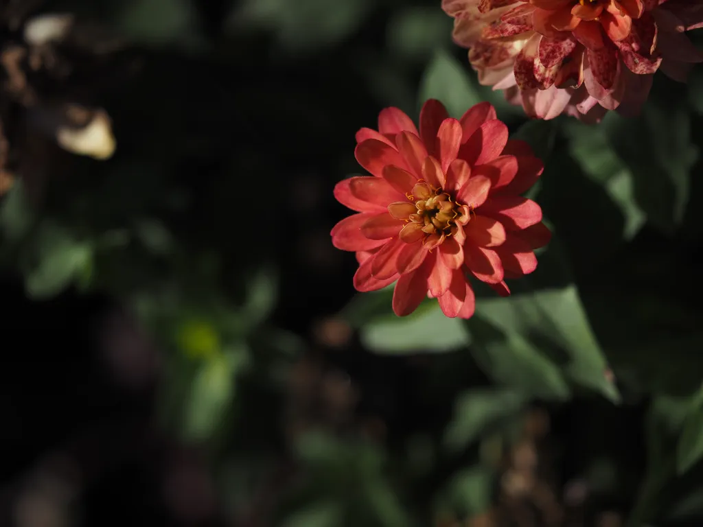 a pink multi-etalled flower