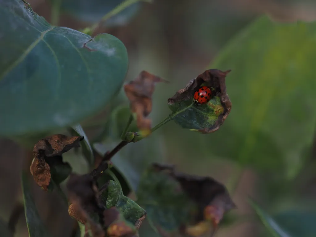 a ladybug in a leaf