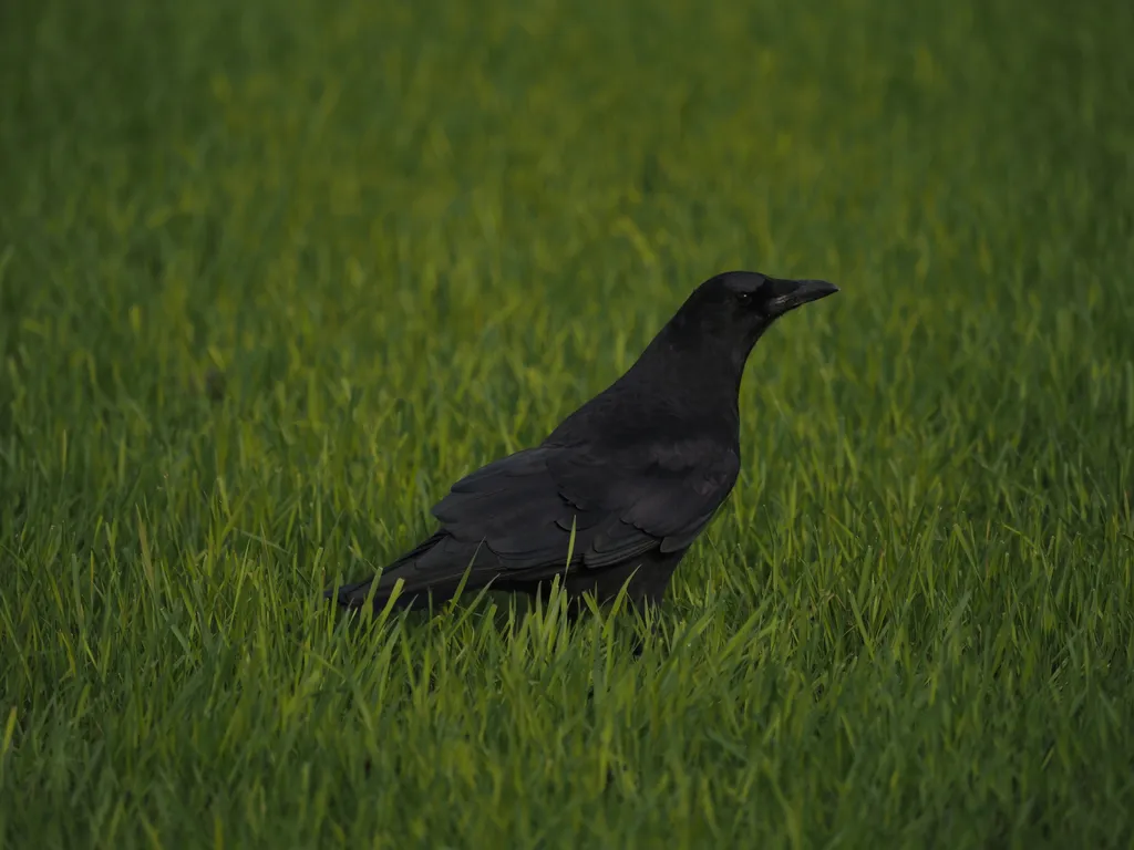 a crow in a field