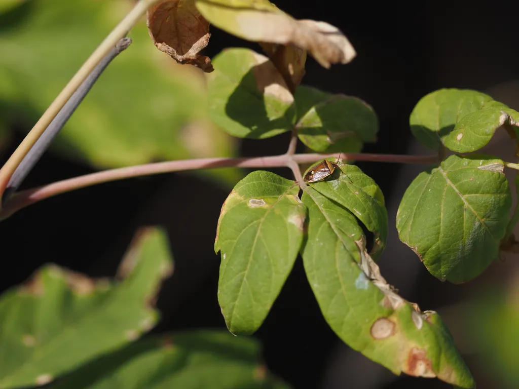 a stink bug on a leaf