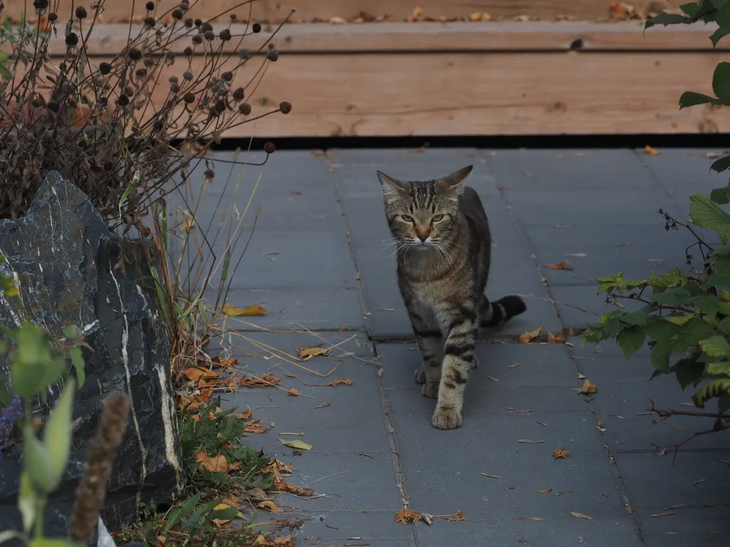 a cat walking down a sidewalk