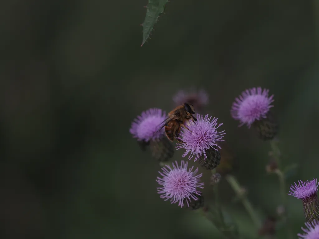 a bee-like fly on a purple flower