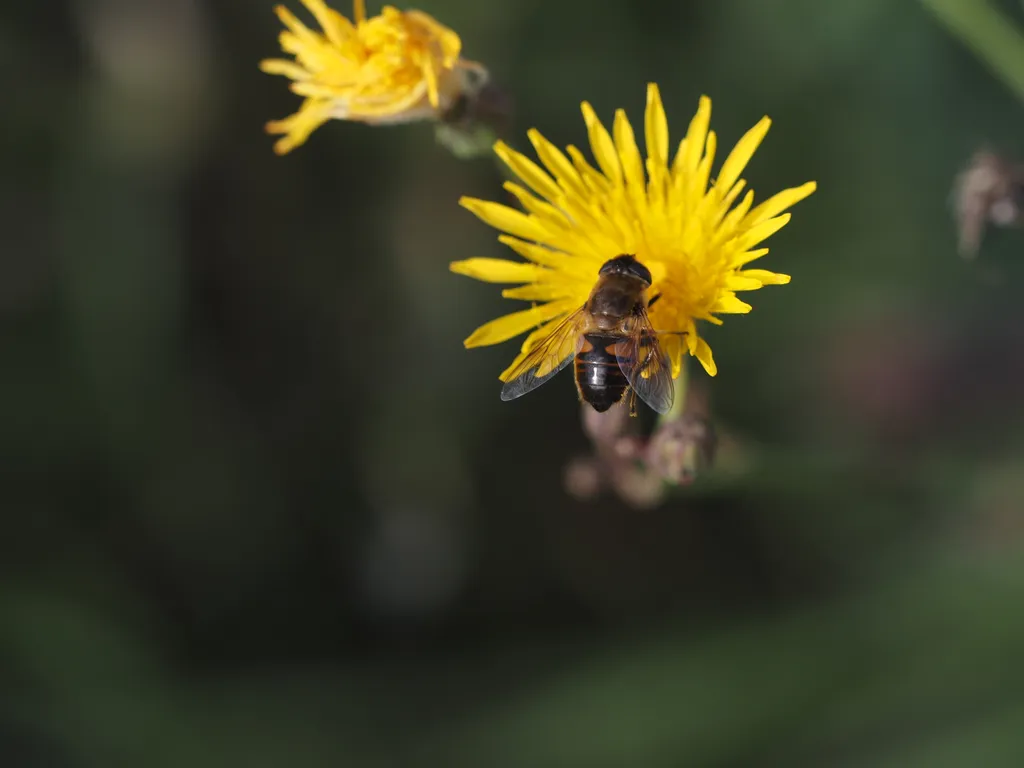 a bee-like fly on a yellow flower