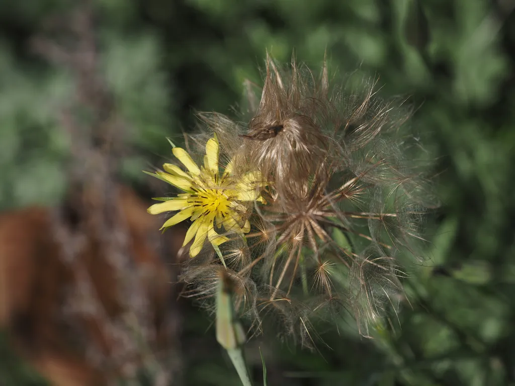 a plant with fuzzy seeds and one yellow flower